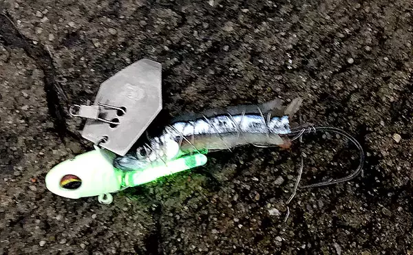 「波止テンヤタチウオで指3本級　チャタータイプがアタリ！【和歌山港】」の画像