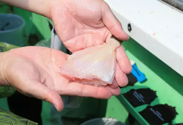 「カワハギの『キモ』を新鮮に食す2つの下処理方法　釣ったら取り出す？」の画像