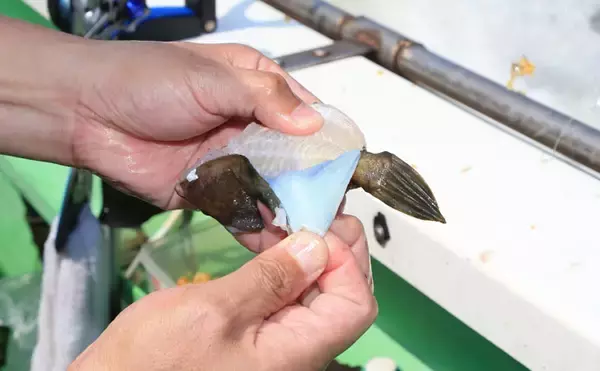 「カワハギの『キモ』を新鮮に食す2つの下処理方法　釣ったら取り出す？」の画像