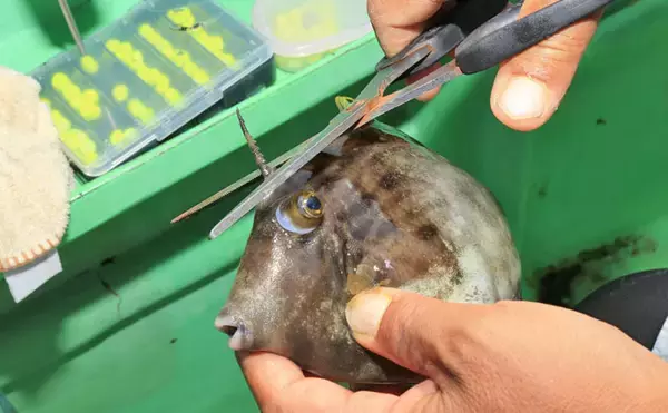 「カワハギの『キモ』を新鮮に食す2つの下処理方法　釣ったら取り出す？」の画像