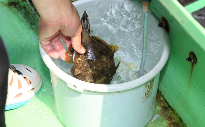 カワハギの『キモ』を新鮮に食す2つの下処理方法　釣ったら取り出す？