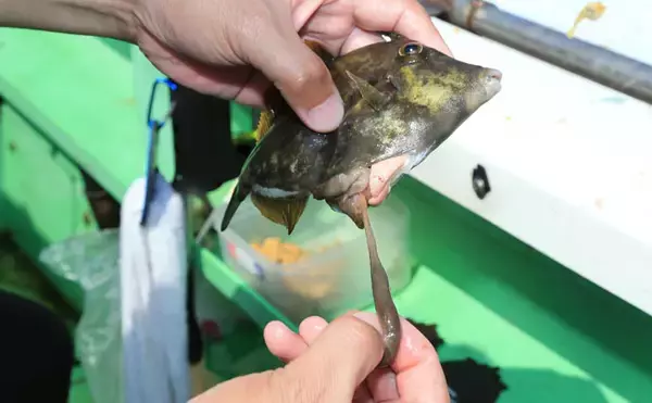 「カワハギの『キモ』を新鮮に食す2つの下処理方法　釣ったら取り出す？」の画像