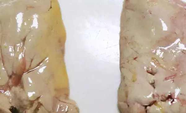 「カワハギの『キモ』を新鮮に食す2つの下処理方法　釣ったら取り出す？」の画像