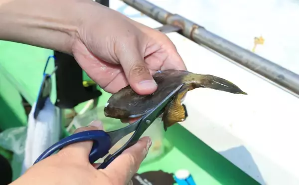 「カワハギの『キモ』を新鮮に食す2つの下処理方法　釣ったら取り出す？」の画像