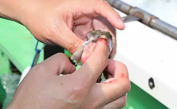 「カワハギの『キモ』を新鮮に食す2つの下処理方法　釣ったら取り出す？」の画像