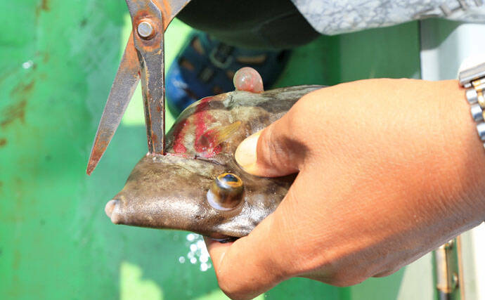 カワハギの キモ を新鮮に食す2つの下処理方法 釣ったら取り出す 19年10月11日 エキサイトニュース