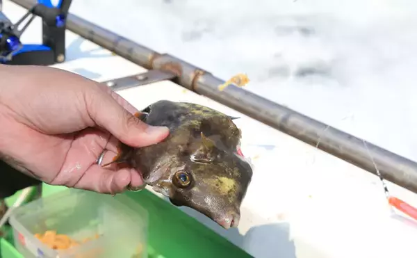 「カワハギの『キモ』を新鮮に食す2つの下処理方法　釣ったら取り出す？」の画像