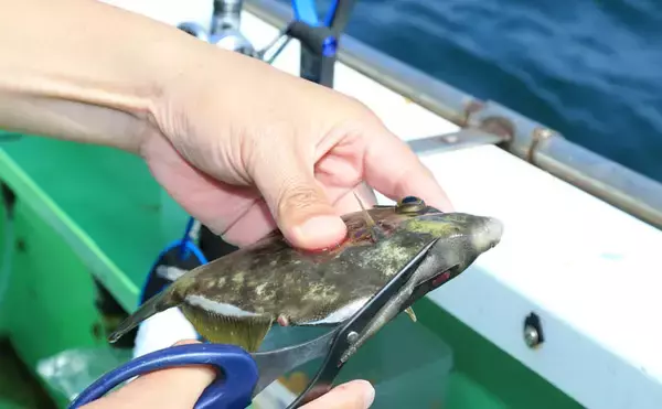 「カワハギの『キモ』を新鮮に食す2つの下処理方法　釣ったら取り出す？」の画像