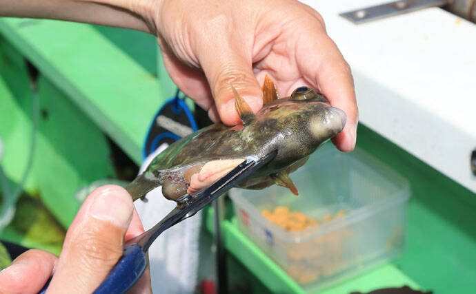 カワハギの『キモ』を新鮮に食す2つの下処理方法　釣ったら取り出す？