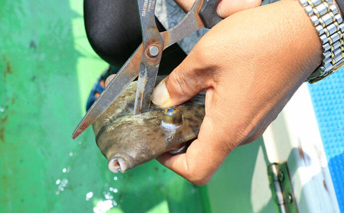 カワハギの『キモ』を新鮮に食す2つの下処理方法　釣ったら取り出す？