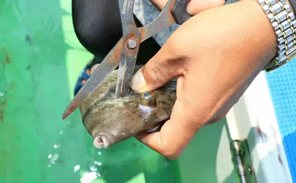 「カワハギの『キモ』を新鮮に食す2つの下処理方法　釣ったら取り出す？」の画像