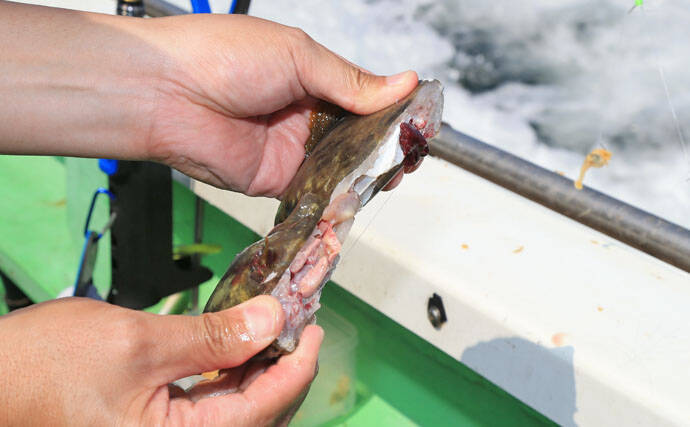 カワハギの『キモ』を新鮮に食す2つの下処理方法　釣ったら取り出す？