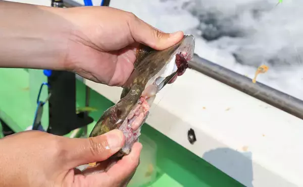 「カワハギの『キモ』を新鮮に食す2つの下処理方法　釣ったら取り出す？」の画像