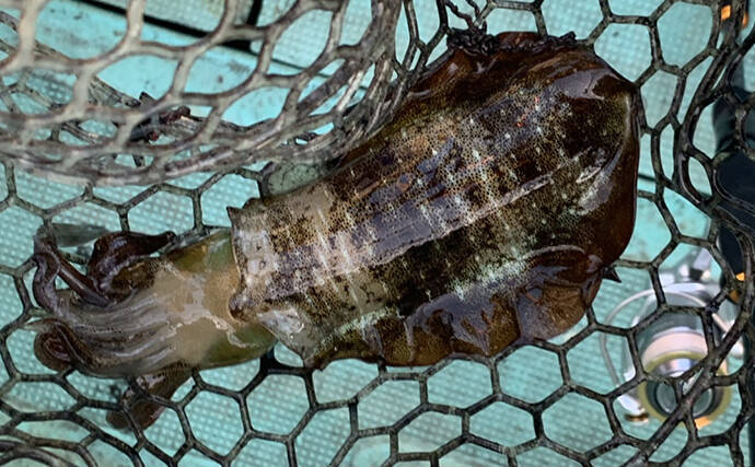 ティップランエギングで胴長25cm頭に6匹と好釣 和歌山 湯浅沖 19年10月17日 エキサイトニュース