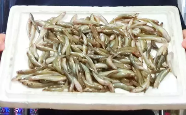 ちょい投げハゼ釣り　2時間で14cm頭に225尾【愛知県・木曽川】