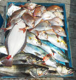 「【愛知・三重】沖釣り最新釣果　67cmハチビキに150cm超オキザワラ」の画像9