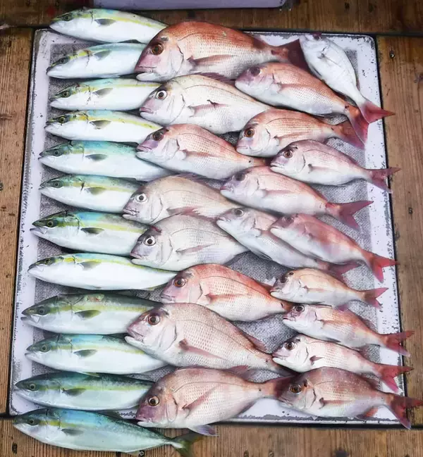 「【愛知・三重】沖釣り最新釣果　67cmハチビキに150cm超オキザワラ」の画像