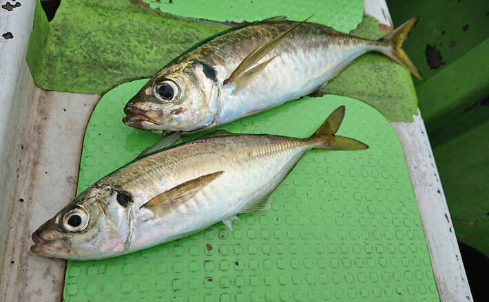 東京湾ltアジ釣行で39cm頭44尾 入れ食いで30連続ヒットも 19年10月15日 エキサイトニュース