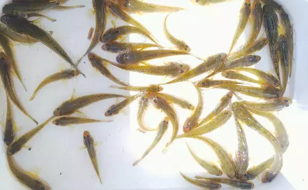 ハゼ狙いのミャク釣りで15cm頭に2時間で57尾【千葉・木更津港】