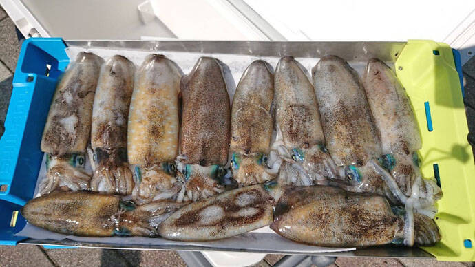 ゴムボートティップランエギングで合計24杯　楽しみ方と注意点も解説