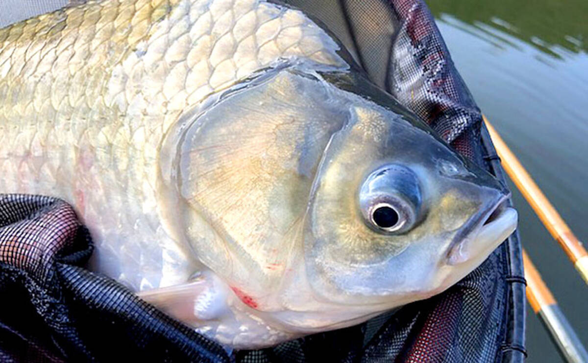 管理池でのヘラブナ釣りで30cm超え40尾 釣り堀センター菊水 19年10月21日 エキサイトニュース