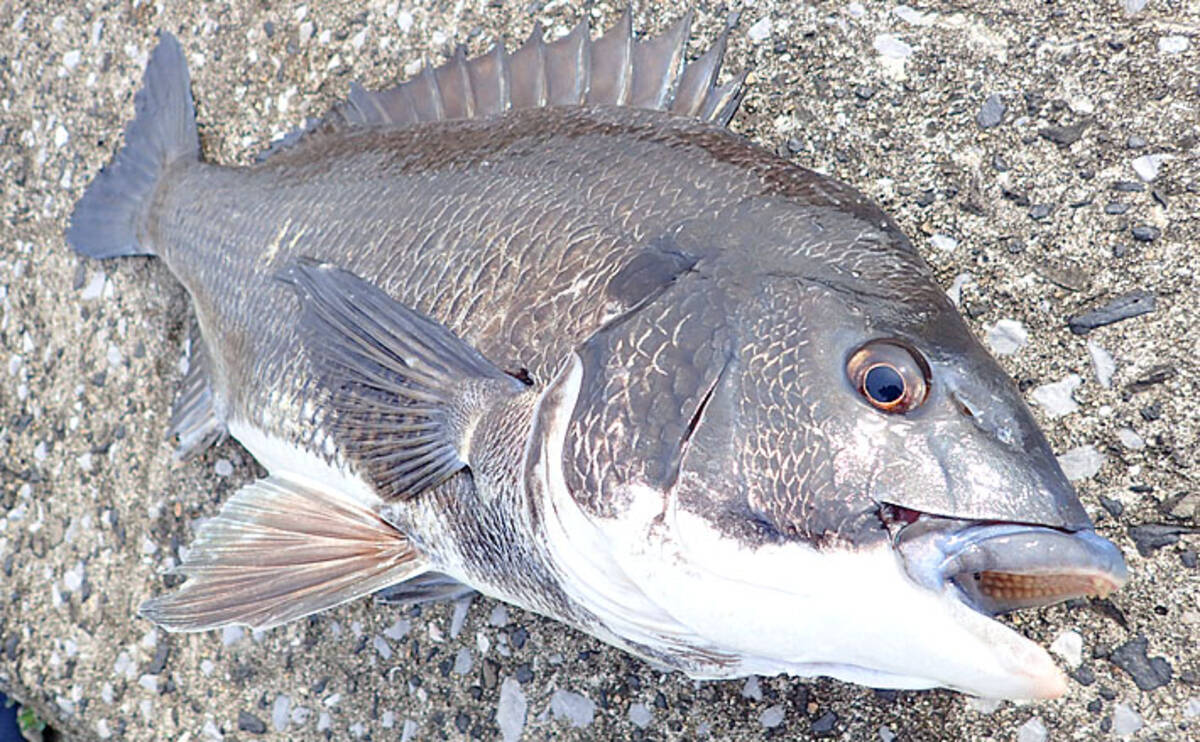 秋の落とし込みチヌ攻略 浮いた魚をフジツボと岩ガニで狙う 大阪湾 19年10月23日 エキサイトニュース