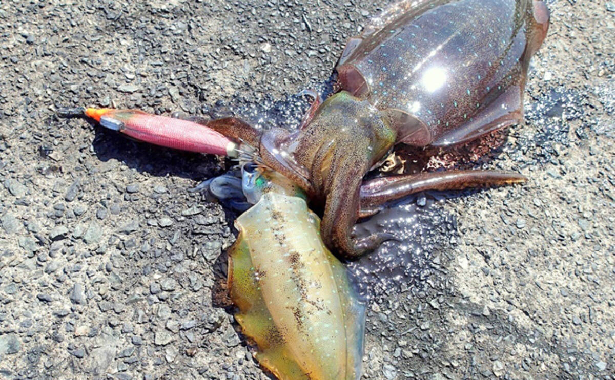 デイエギングでアオリ コウイカ手中 1つのエギにイカ2杯のラッキーも 19年10月25日 エキサイトニュース