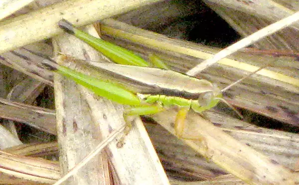 「シーズン本格化ハゼ釣りで12cm頭に31尾　復調の兆しあり【紀ノ川】」の画像