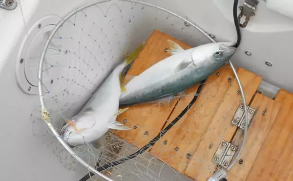 明石沖ボートチョクリ釣り　『超時合い』逃さず2時間でハマチ8匹！