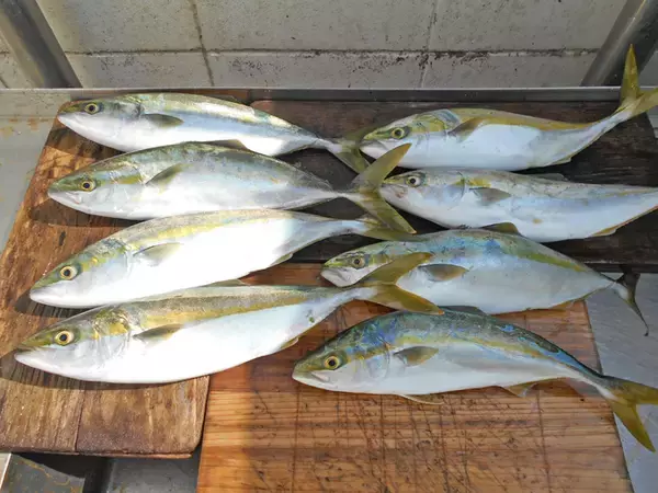 「明石沖ボートチョクリ釣り　『超時合い』逃さず2時間でハマチ8匹！」の画像