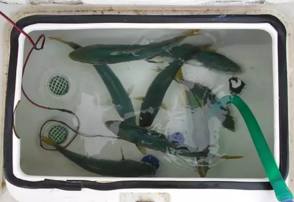 「明石沖ボートチョクリ釣り　『超時合い』逃さず2時間でハマチ8匹！」の画像