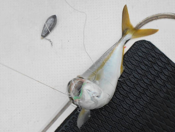 明石沖ボートチョクリ釣り　『超時合い』逃さず2時間でハマチ8匹！