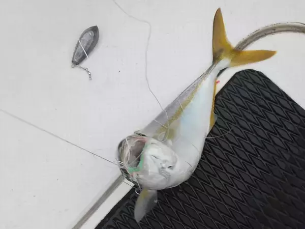 「明石沖ボートチョクリ釣り　『超時合い』逃さず2時間でハマチ8匹！」の画像