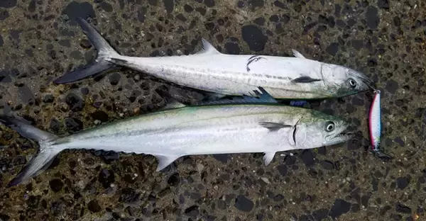 「波止でのショアジギングで43cmガンゾウヒラメにサゴシ【鍋串漁港】」の画像