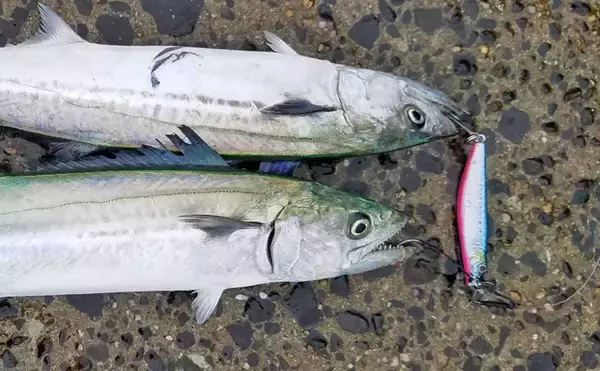 波止でのショアジギングで43cmガンゾウヒラメにサゴシ【鍋串漁港】