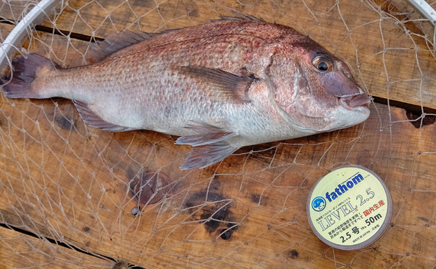 低水温期の海上釣り堀を細仕掛けで攻略 マダイ10匹で竿頭 釣堀紀州 年3月12日 エキサイトニュース