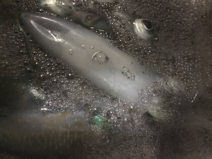 サーフエギングでアオリイカ11匹　3種のフォールで攻略【波松海岸】