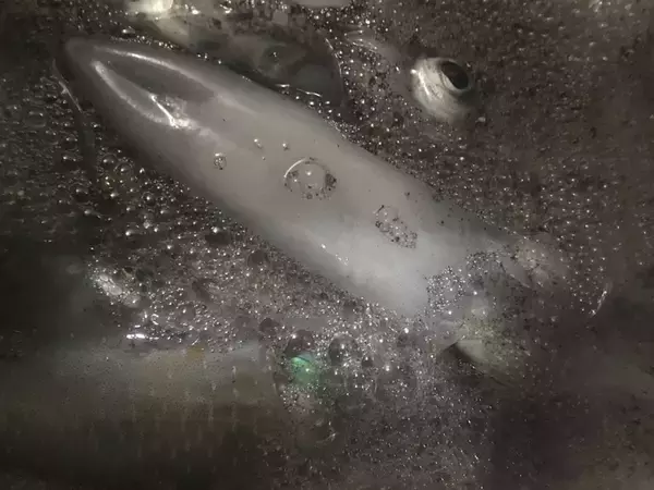 「サーフエギングでアオリイカ11匹　3種のフォールで攻略【波松海岸】」の画像