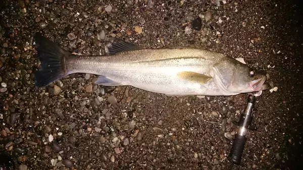 「コノシロ引掛け泳がせ釣りで87cmランカーシーバス御用【三保海岸】」の画像