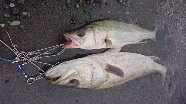 「コノシロ引掛け泳がせ釣りで87cmランカーシーバス御用【三保海岸】」の画像
