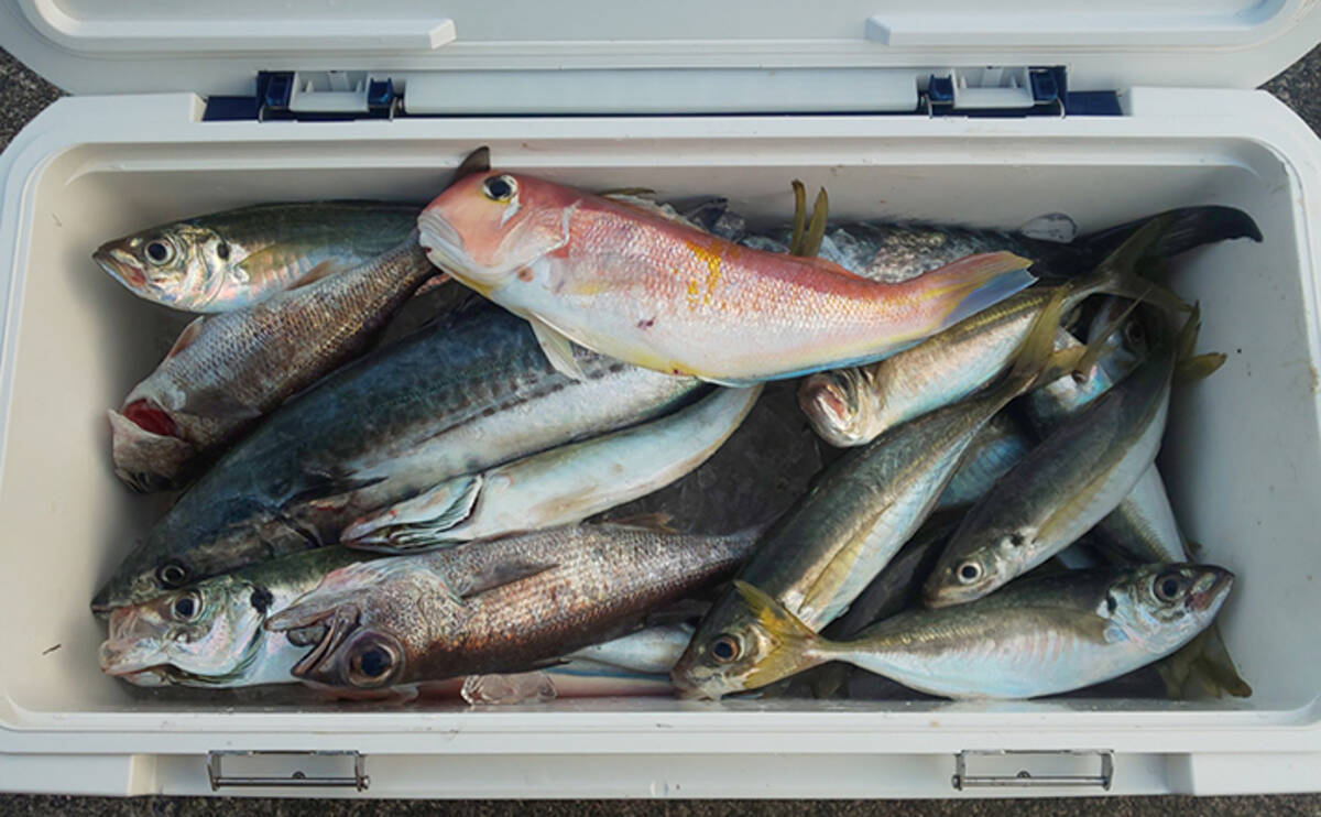 ジギングサビキ 中深海ジギングでアジにアマダイにクロムツ 新宮沖 19年11月14日 エキサイトニュース