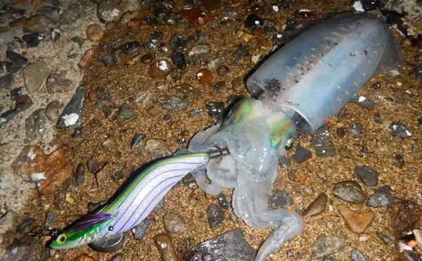 「秋のハイシーズンに入った陸っぱり『エギング』を満喫【大樟漁港】」の画像