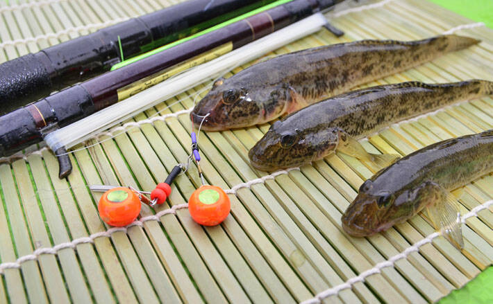 江戸前高級魚 マハゼ の釣り方 船 陸っぱりそれぞれのキホンを紹介 19年11月3日 エキサイトニュース