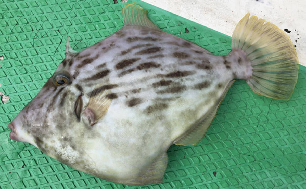 ダイワカワハギオープンに参戦 尾手中で1次予選突破 久比里 19年11月6日 エキサイトニュース