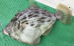 関西エリアのカワハギ4大沖釣り場を紹介 それぞれの特徴と攻略法 19年11月1日 エキサイトニュース