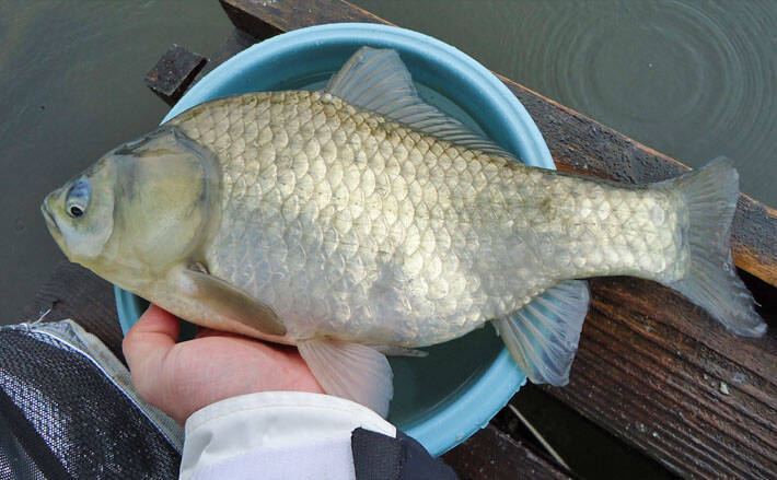 ヘラブナ釣り チョウチンウドンセット のキホンを解説 秋はタナを釣れ 19年11月7日 エキサイトニュース