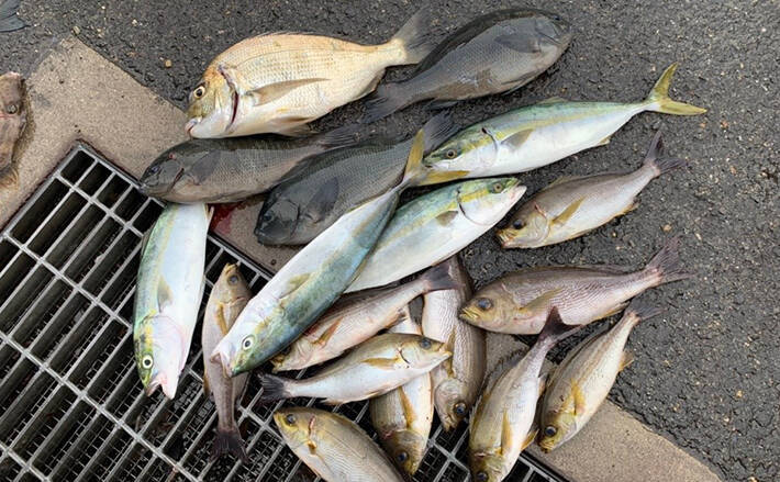 秋磯フカセ釣りで釣果多彩 向かい風 二枚潮対策は スルスル 仕掛け 19年11月14日 エキサイトニュース