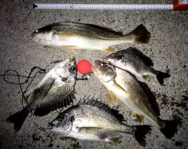 「シーズン初の投げカレイで本命3尾手中　『塩マムシ』がアタリ【徳島】」の画像