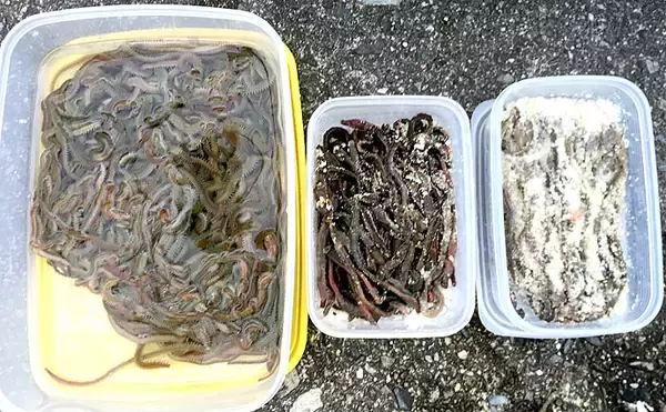 「シーズン初の投げカレイで本命3尾手中　『塩マムシ』がアタリ【徳島】」の画像