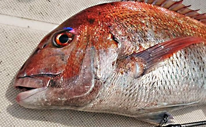 テンヤ釣りで越冬前の 荒食いマダイ を狙う 50 級顔見せ 錦江湾 19年11月11日 エキサイトニュース